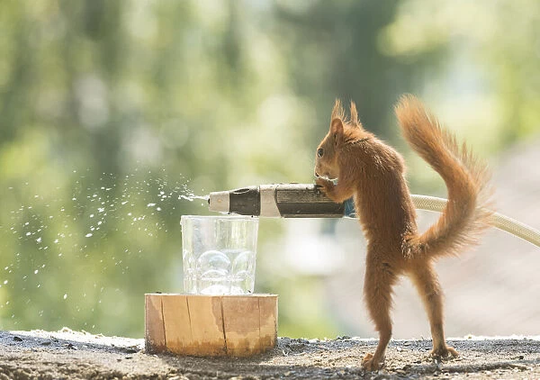 young Red Squirrel is holding a water hose