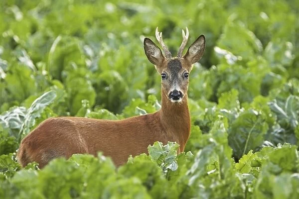 young roe deer buck, Germany