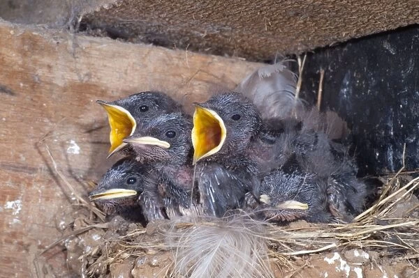 Young Swallows on the nest - Cornwall - UK