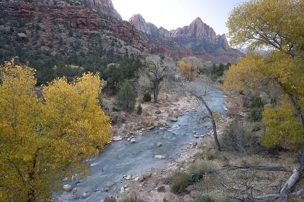 Zion National Park, Utah: Autumn along the Virgin River (North Fork), with cottonwoods