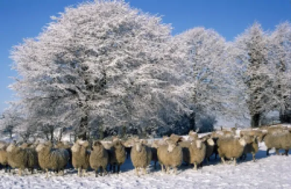 Buy Sheep - in snow