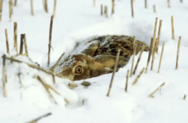 Buy European Brown HARE - in the snow