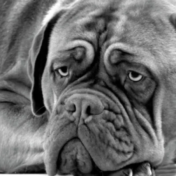 Buy Dog - Dogue de Bordeaux. Black & White