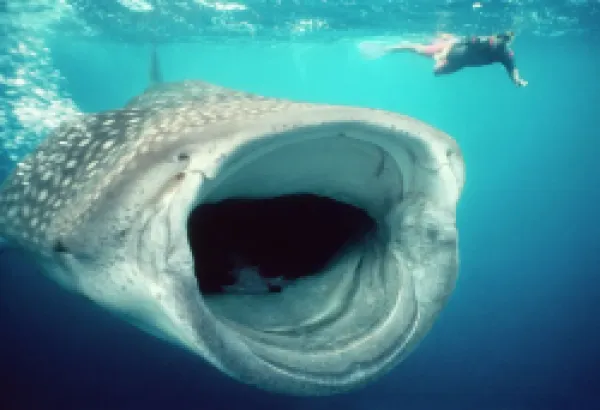 Buy WHALE SHARK and Snorkeller - mouth open feeding. 60ft long.