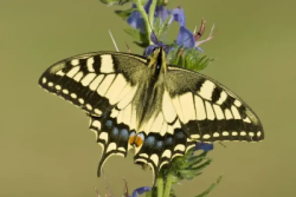 Buy Swallowtail - On vipers bugloss