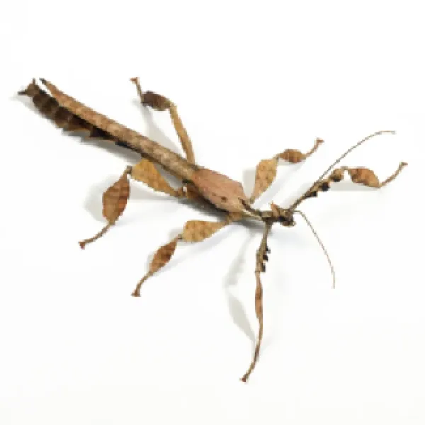 Buy JD-15641 Giant Prickly Stick Insect