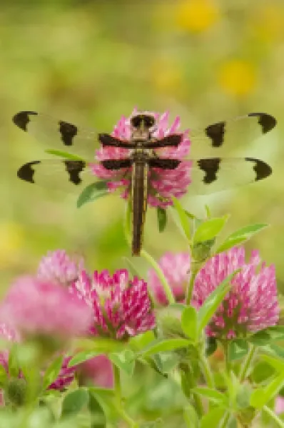Buy TOM-1521 Twelve-spot Skimmer Dragonfly - resting on red clover flower on cool morning - believed a female