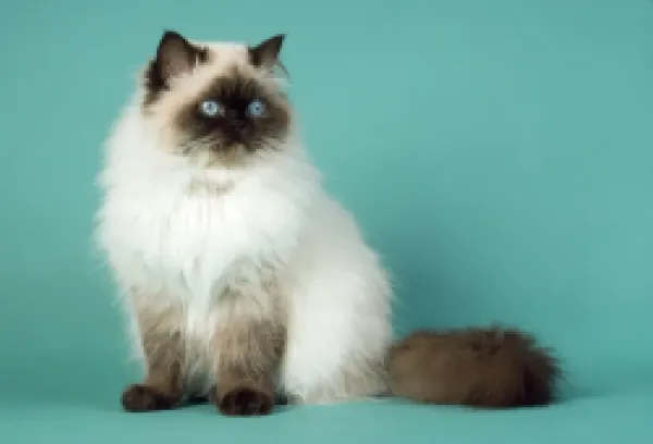Buy JD-4317 CHOCOLATE POINT PERSIAN CAT