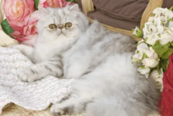 Buy LA-5196 Cat - Persian
