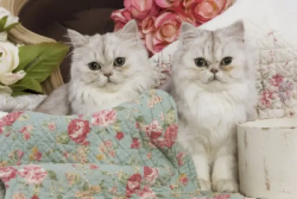 Buy LA-5417 Cat - Persian - two by floral fabric