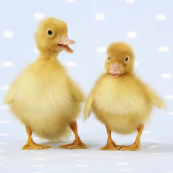 Buy JD-20191-C Ducklings on blue spotted background