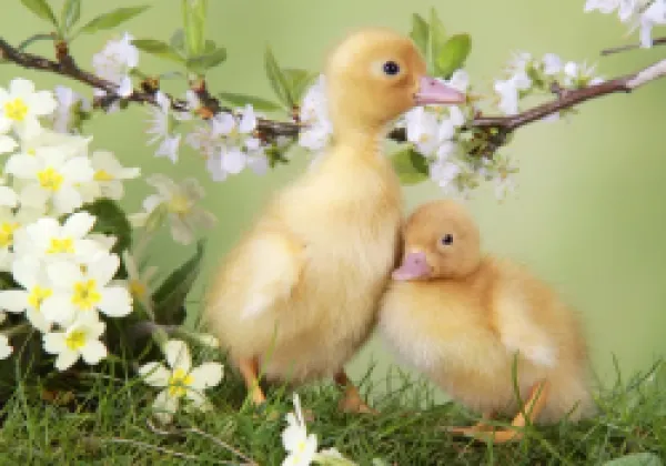 Buy JD-20257-C Ducklings - in spring set