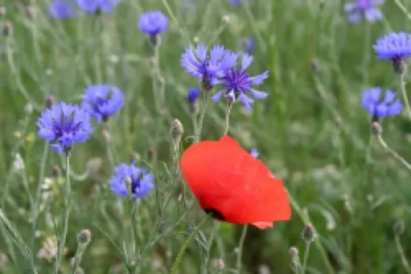 Buy WAT-9721 Corn / Field / Red POPPY - with Cornflowers (Centaurea cyanus) in field. Arable weeds