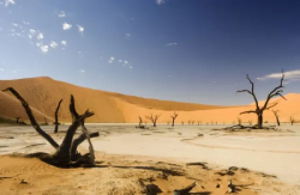 Buy Dead Trees In Dead Vlei - Dead trees with red dunes and a dried white clay floor