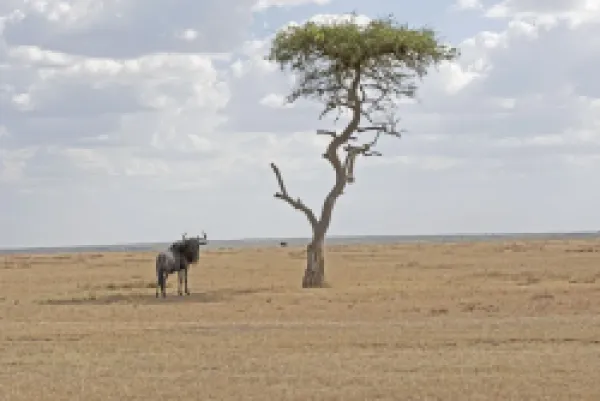 Buy Wildebeest / Gnu - On savannah plains
