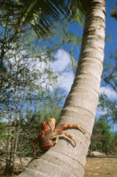 Buy Giant Robber / Coconut Crab