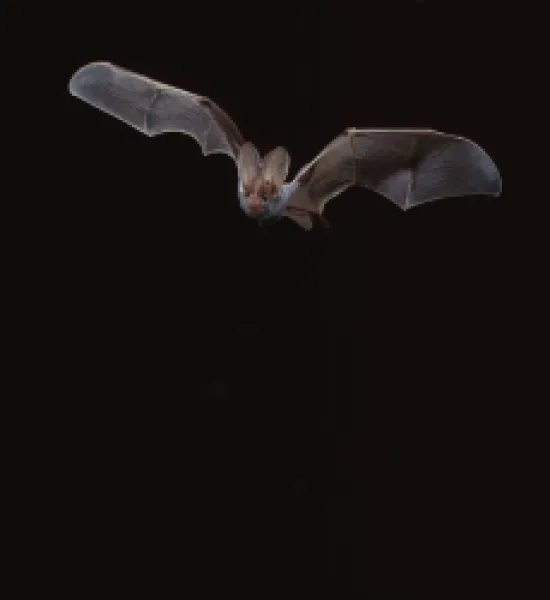 Buy False Vampire BAT / Ghost Bat - in flight