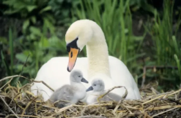 Buy Mute SWAN - with cygnets at nest