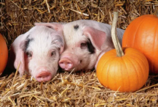 Buy PIG - two Gloucester Old Spot PIGLETS with pumpkins