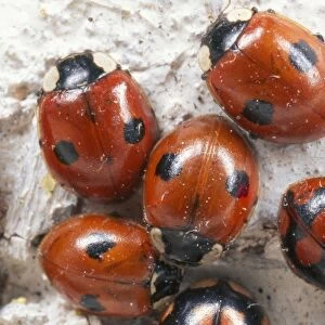 2-spot Ladybird hibernating group UK