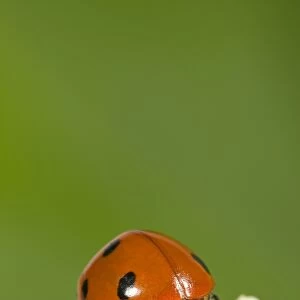 7-Spot Ladybird on White Flower laying eggs. Norfolk UK