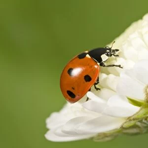 7-Spot Ladybird on White Flower Norfolk UK