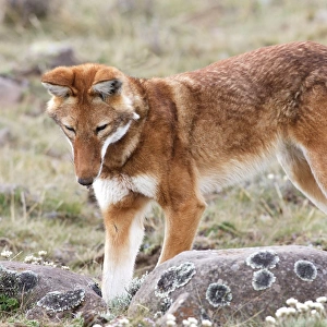 Abyssinian / Ethiopian Wolf / Simien Jackal / Simien Fox - hunting molerat. Endangered. Bale Mountains - Ethiopia. 4000 m - 4300 m