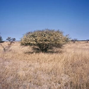 Acacia Etosha National Park, South West Africa