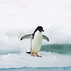 Adelie Penguin - on iceberg Paulet Island, Antarctica