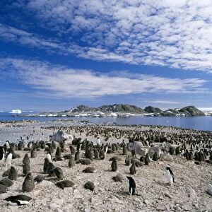 Adelie Penguins - adult and chicks Torgensen Island, Near Palmer Station, off Antartica Pennisula