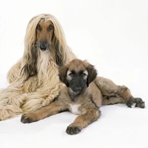 Afghan Hound Dog - and puppy