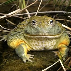 African Bullfrog or Giant Pyxie Cape Province, South Africa