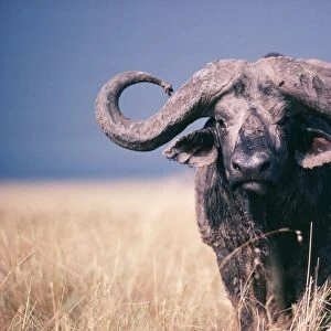 African / Cape Buffalo - viewed head-on