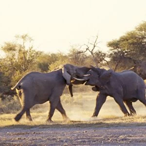 African Elephant - bulls fighting Botswana, African