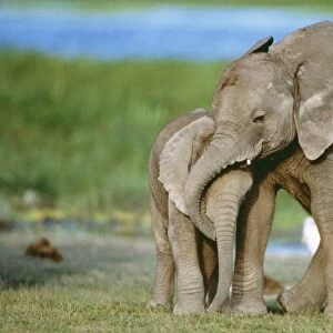 African Elephant - with calf