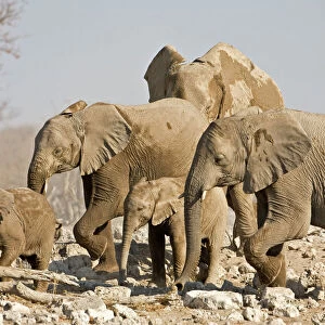African Elephant Cow and young. Family group picking way through rocks Etosha National Park, Namibia, Africa
