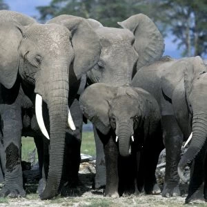 African Elephant - herd