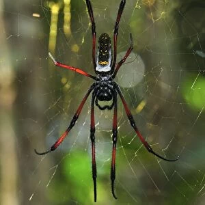African Golden Orb-web Spider - Andasibe-Mantadia National Park - Madagascar