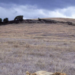 African Lion - mating pair - Ngorongoro Conservation Area - Tanzania