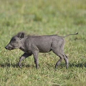 African Warthog - young piglet - Masai Mara Reserve - Kenya