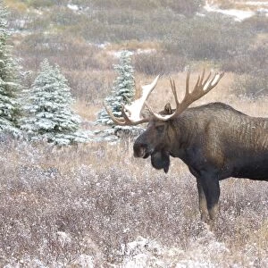 Alaksan Moose - bull in snowfall - Alaska - USA