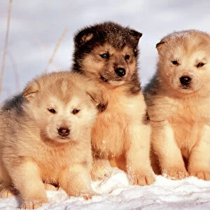 Alaskan Husky Dogs WAT 5889 3 x young pups sitting in snow Churchill, Canada © M. Watson ARDEA LONDON