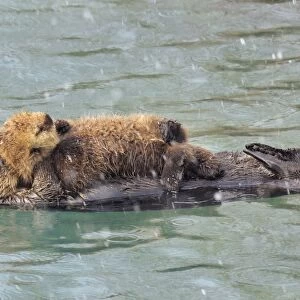 Alaskan / Northern Sea Otter - mother with young pup sleep during a snow shower - Alaska _D3B5503