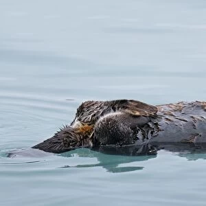 Alaskan / Northern Sea Otter - on water - Alaska _D3B3784