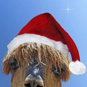 Alpaca - wearing Christmas hat Digital Manipulation: Hat (Su) - added blue background