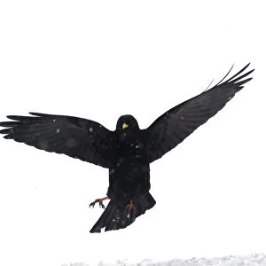 Alpine Chough, in falling snow Spanish Pyrenees, February