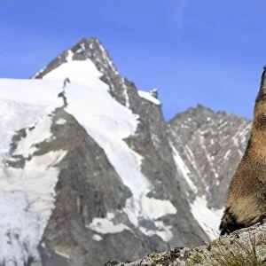 Alpine Marmot - on hind legs - Europe