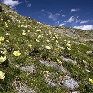 Alpine Pasque Flowers - high above the Bernina Pass - Upper Engadin - eastern Swiss Alps - Switzerland