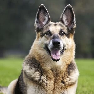 Alsation also German Shepherd dog
