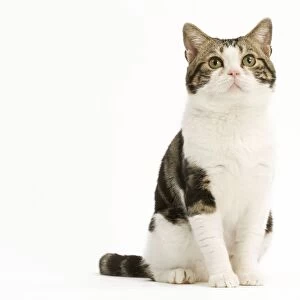American Shorthair Cat - white & brown tabby
